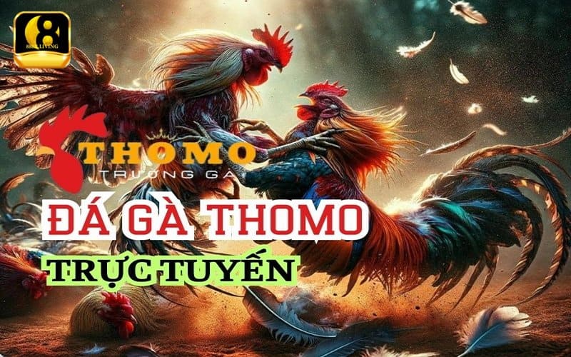 Đá gà trực tiếp Thomo mới nhất hôm nay trên 888B 3 Chiến thuật đặt cược đá gà Thomo trên 888B