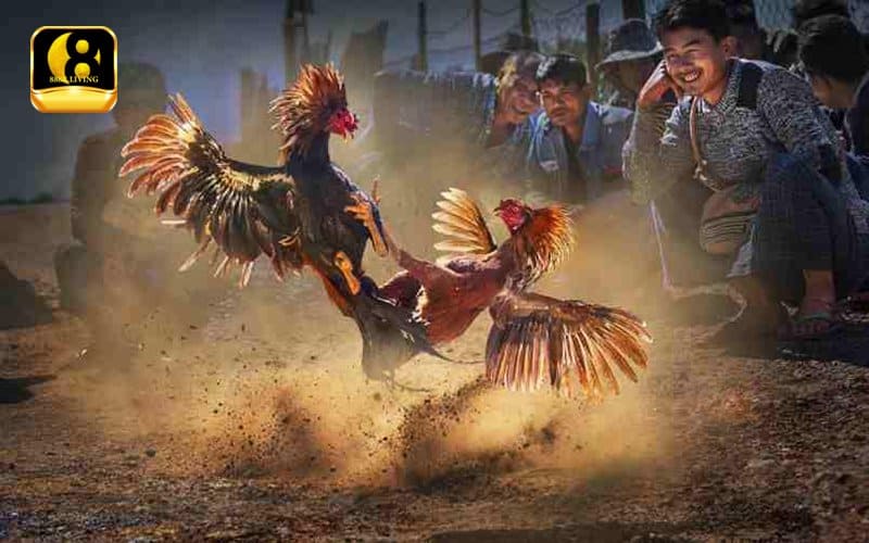 Đá gà 88 - Tận hưởng trận đá gà chuyên nghiệp kịch tính 2 Đá gà 88 Campuchia