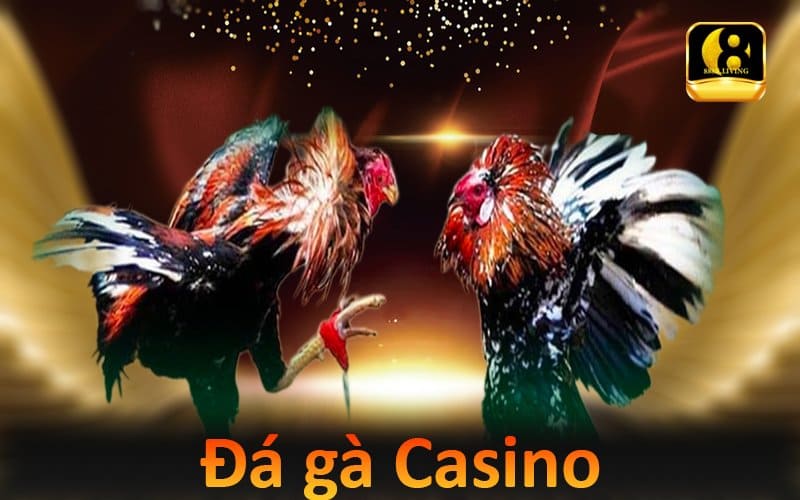 Đá gà Casino - Hình thức chọi kê siêu hấp dẫn và thú vị trên 888B 1 Đá gà Casino