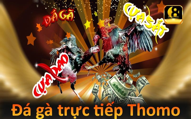 Đá gà trực tiếp Thomo mới nhất hôm nay trên 888B 1 Đá gà trực tiếp Thomo