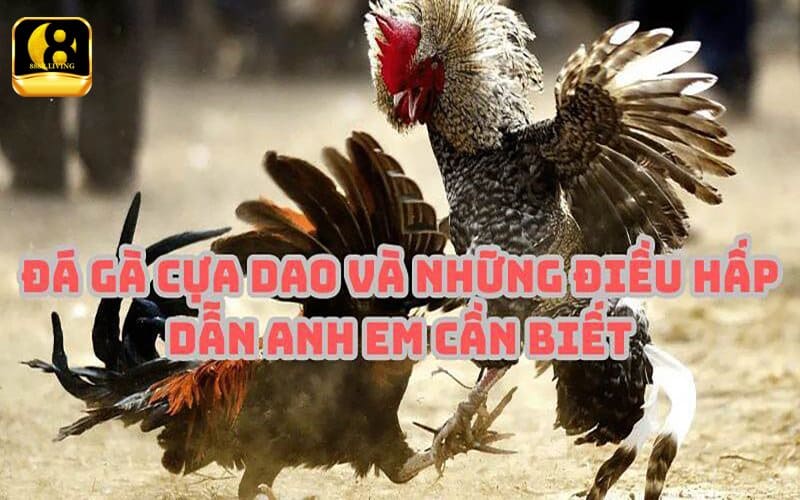 Những Sai Lầm Phổ Biến Khi Chơi Đá Gà Cựa Dao Và Cách Tránh 2 Sai lầm trong việc chơi cá cược đá gà cựa dao trực tiếp