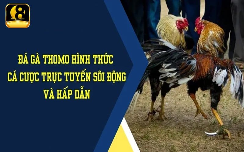 Đá gà trực tiếp Thomo mới nhất hôm nay trên 888B 2 Trải nghiệm đá gà trực tiếp Thomo trên 888B