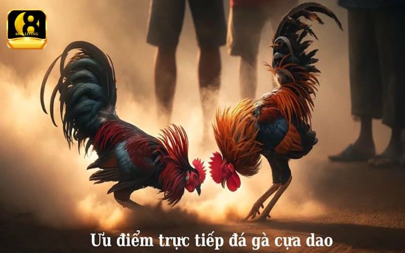 Những Sai Lầm Phổ Biến Khi Chơi Đá Gà Cựa Dao Và Cách Tránh 3 Tránh các sai lầm khi chơi đá gà cựa dao